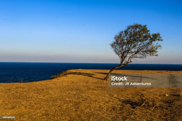 Tree located by the sea