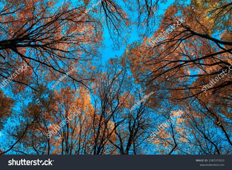 stock-photo-a-view-of-the-treetops-2287373523[1]