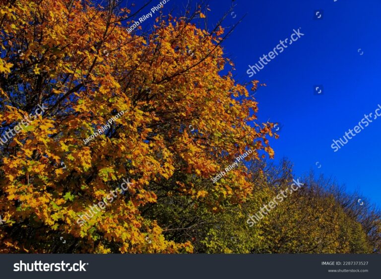 stock-photo-autumn-trees-and-blue-sky-2287373527[1]